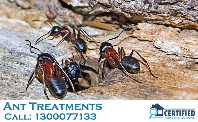 Ant Treatments Clayfield