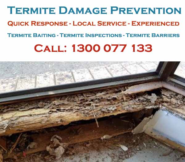 Termite Inspections Southport