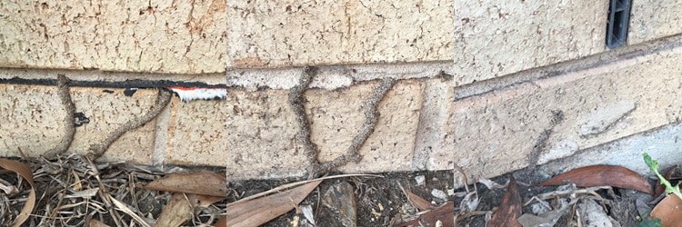 concrete slab showing termite activity