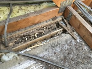 Termite damage found during inspection