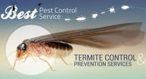 Pest control treatment during summer