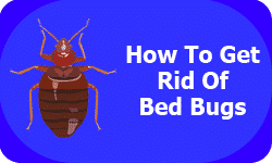 get-rid-of-bed-bugs