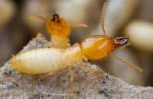 Termites Inspection Brisbane