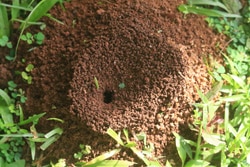 ant nest in yard - ant treatment